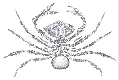 Adult Sacculina in the body of a crab. | Download Scientific Diagram