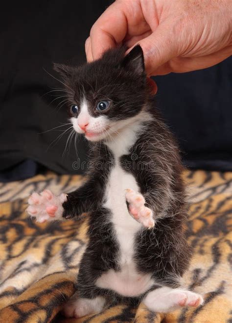 Black-and-white kitten stock image. Image of belly, white - 19140127