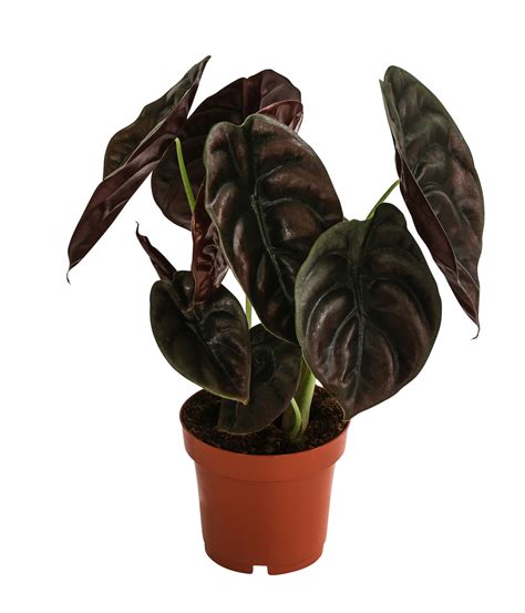 Pfeilblatt Alocasia Cuprea Red Secret Dehner