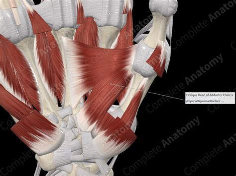 Oblique Head Of Adductor Pollicis Complete Anatomy