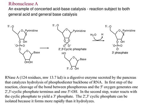 PPT - Enzyme Catalysis PowerPoint Presentation - ID:226444