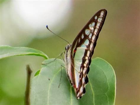 subespécie Graphium eurypylus lycaon BioDiversity4All