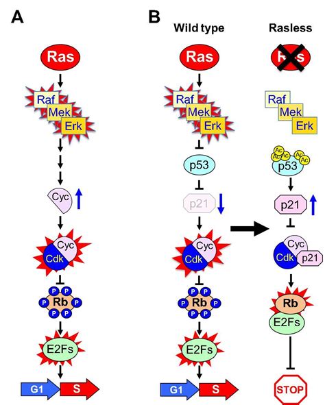 Ras Mitogenic Signaling P53 Enters The Stage Nci