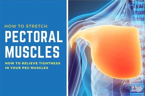 How to Stretch the Pec Muscles (Minor and Major) | Muscle stretches ...