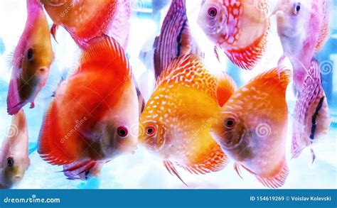 Symphysodon Known As Discus Is A Genus Of Cichlids Native To The