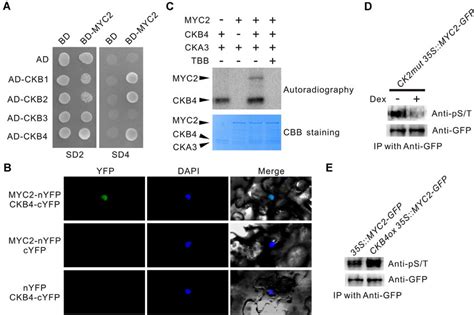 MYC2 Is A Substrate Of CK2 A Yeast Two Hybrid Assay To Evaluate The