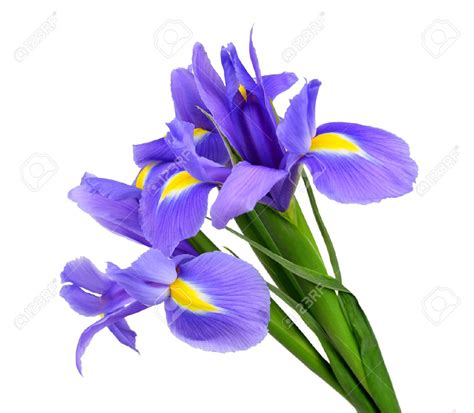 Purple iris clipart - Clipground