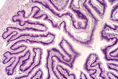 Frog Small Intestine Cross Section Lm Photograph By Science Stock