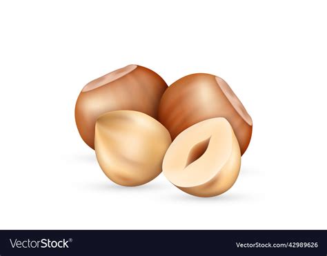 Hazelnut Kernel In Shell And Seed Realistic Icon Vector Image