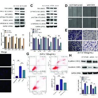 ECM1 Regulates Cellular Resistance To 5 FU Induced Apoptosis The