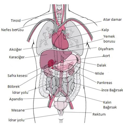 Nsan V Cudu Organlar Yap S Ve G Revleri Organ Gen Tr