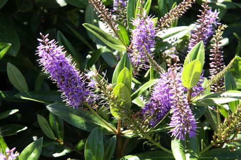 Hebe Speciosa 'Azure' | Maryflower