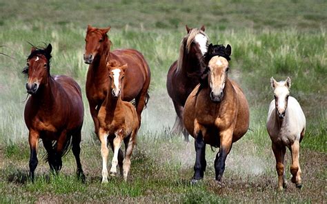 Wild Horses Galloping Equine Bonito Horse Animal Graphy Wild