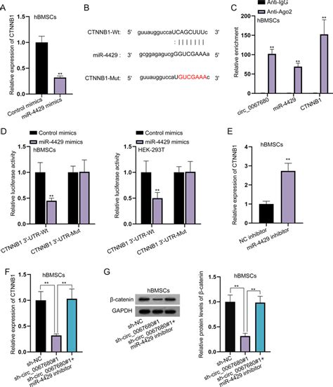 CTNNB1 Is Targeted By MiR 4429 A CTNNB1 Expression Was Examined After