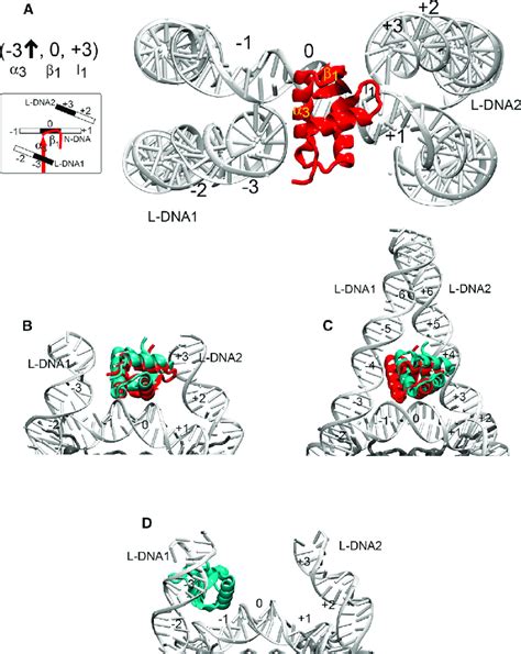 Representative Lh Nucleosome Encounter Complexes From Bd Docking