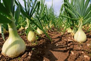 Caracter Sticas De Cultivo De Cebolla Y Su Nutrici N Inti Pe