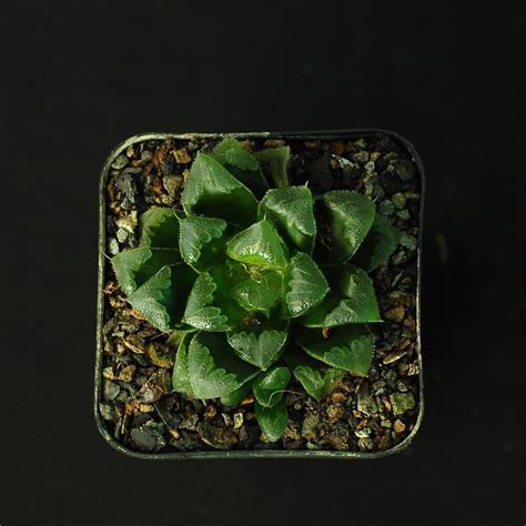 Haworthia Cv Shiba Toshi India S 1 Online Garden Store Buy Cactus