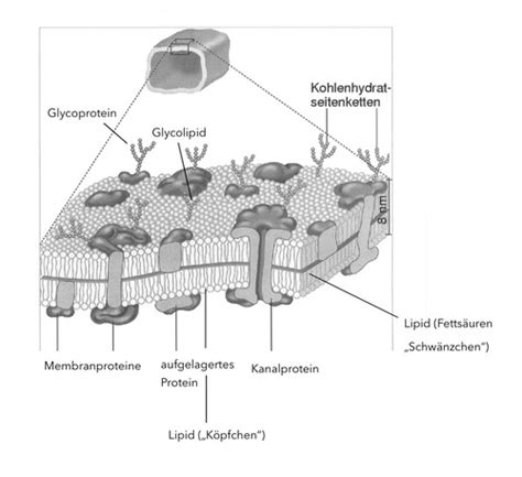 Zellmembran Flashcards Quizlet
