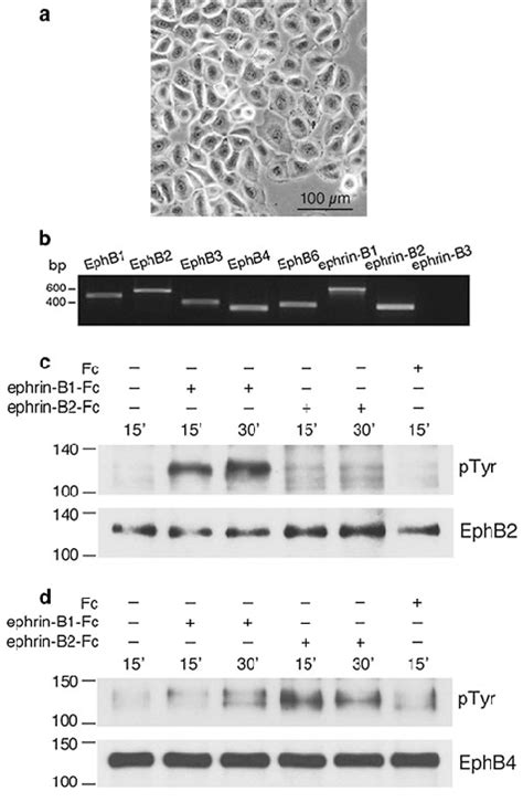 Activation Properties Of Ephb And Ephb By Stimulation With Soluble