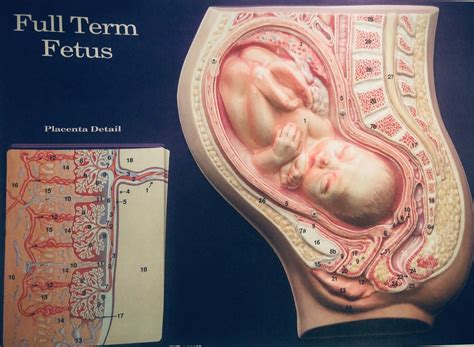 Full Term Fetus Purple Model Diagram Quizlet