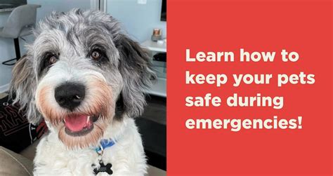 Preparing Your Pets For Disasters And Emergencies Bissell Pet Foundation