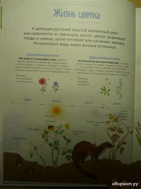 Книга: Мой цветочный гербарий. Цветы и семена - Корнек Дюмон-Ле. Купить ...