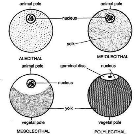 5 Types Of Ova In Chordates Based On Amount Of Yolk On The Basis Of The