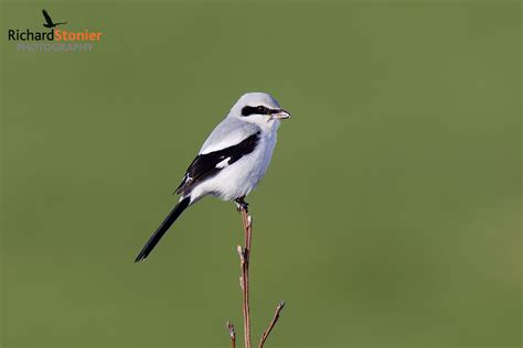 Great Grey Shrike - Birds Online | Website of photographer Richard Stonier