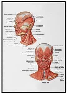 Amazon Face Anatomy Facial Fat Pad Muscle Poster Facial Fat Pad