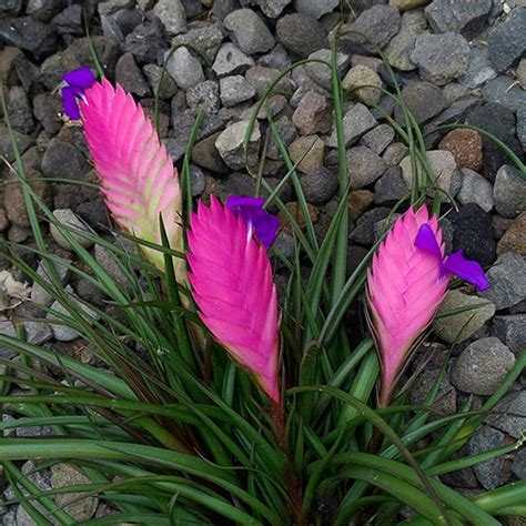 Tillandsia Cyanea - Pink Quill 140mm - The Jungle Collective