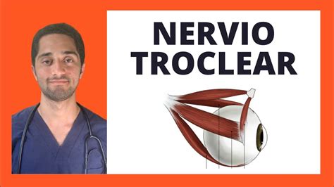 NERVIO TROCLEAR CUARTO PAR CRANEAL NEUROLOGÍA YouTube