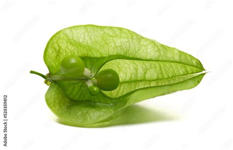 Unripe open golden rain tree fruit, pride of India, China tree and ...