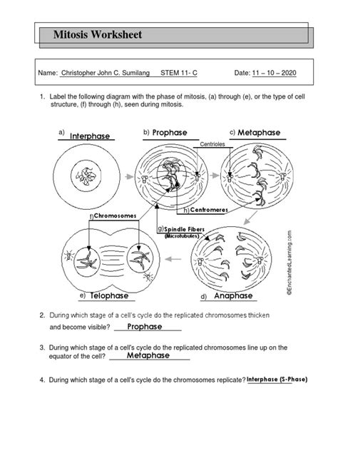 Mitosis Worksheet Prophase Metaphase Interphase Download Free