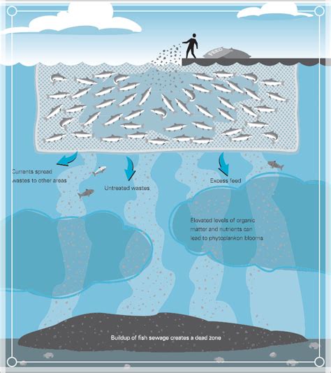 How to Lower Water Quality Pollution Caused by Fish Feed