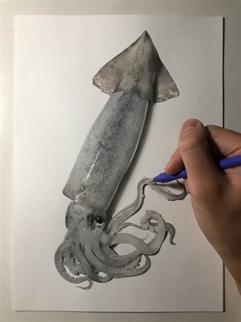 Incredibly Realistic Pen and Pencil Squid Illustrations