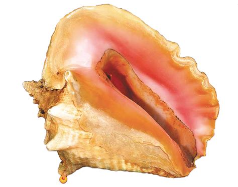 Queen Conchs Conservation Through Aquaculture Education Global