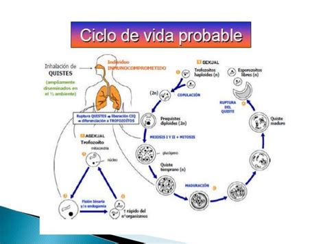 Pneumocystis Jiroveci Life Cycle