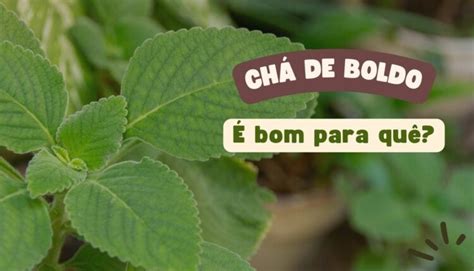 Ch De Cravo Benef Cios Como Fazer Bom Para Qu