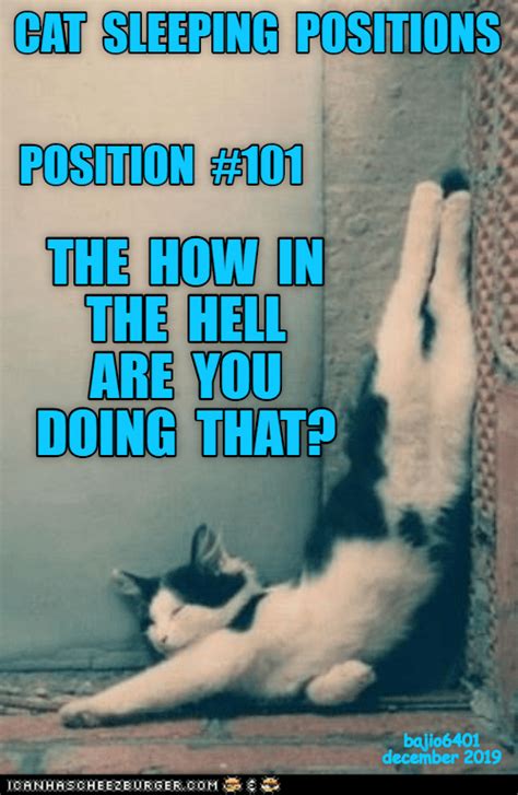 THE GUIDE TO CAT SLEEPING POSITIONS | Cat sleeping positions, Cat sleeping, Funny cat memes