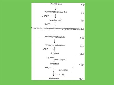 Cholesterol metabolism