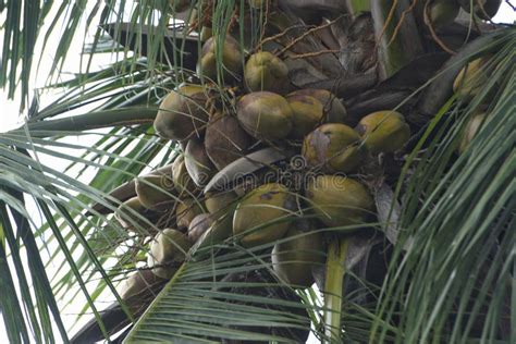 Indian Coconut Palm Tree With So Many Coconuts Stock Image Image Of