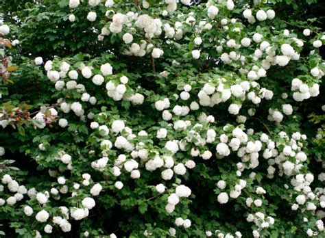 How To Prune Viburnum Opulus Roseum