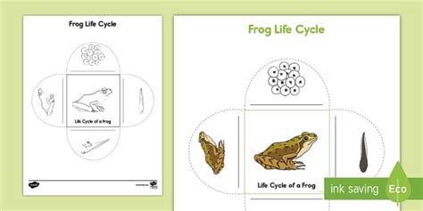 Frog Life Cycle Activity Professor Feito Twinkl