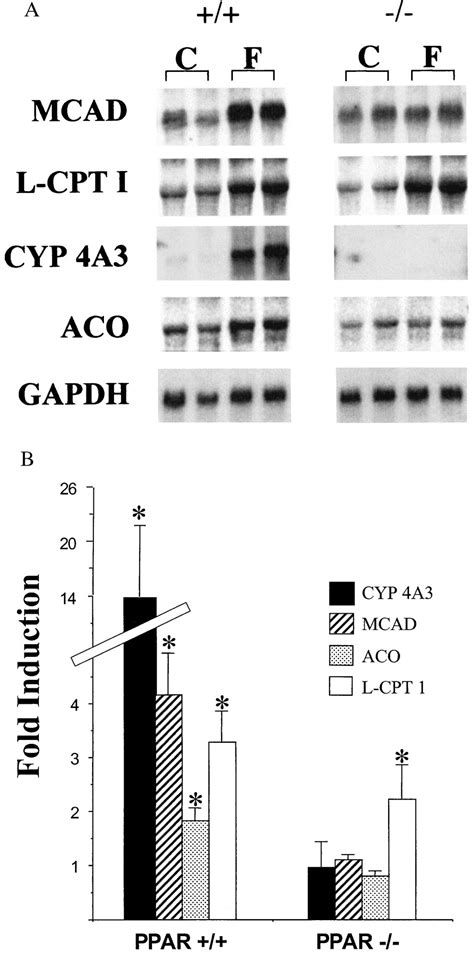 A Critical Role For The Peroxisome Proliferator Activated Receptor α