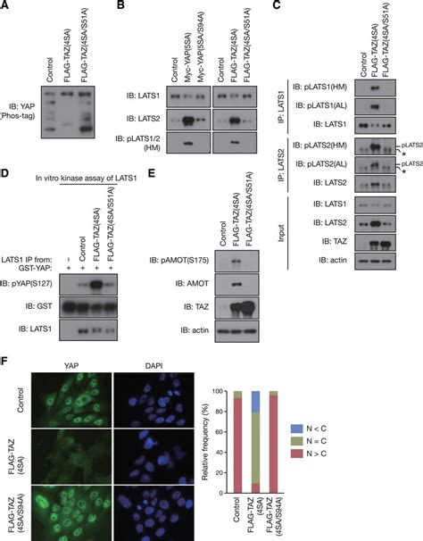 A YAP TAZ Induced Feedback Mechanism Regulates Hippo Pathway Homeostasis