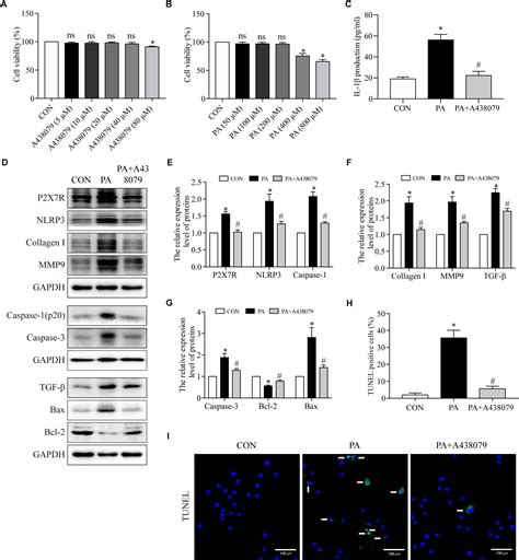 Frontiers Aerobic Exercise Ameliorates Myocardial Inflammation