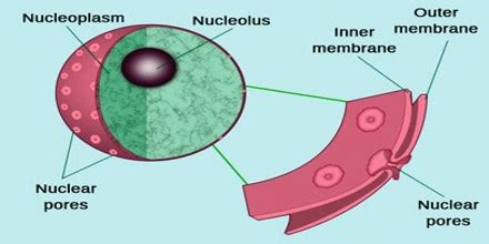 Nuclear Membrane - Assignment Point