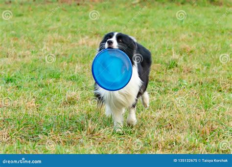 Border Collie. the Dog Catches the Frisbee on the Fly. the Pet Plays ...