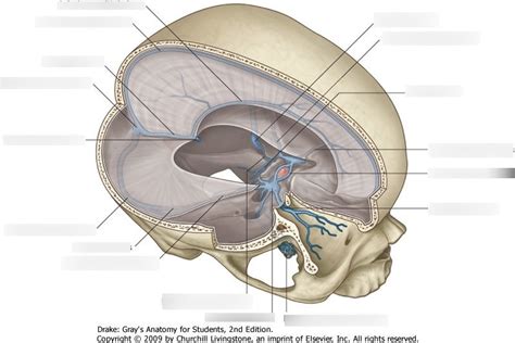 Brain Venous Drainage Diagram Quizlet