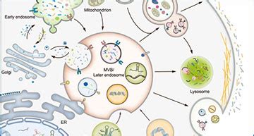 Exosome biogenesis – machinery, regulation, and therapeutic ... 
